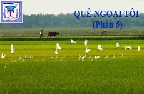 QUÊ NGOẠI TÔI (P5)