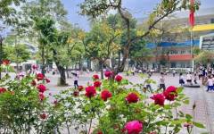 TRUONG-TIEU-HOC-TRUNG-