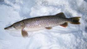 CA-TUYET-CHI-LE-FROZEN-CHILEAN-SEA-BASS-SNOW-FISH-6-8KG