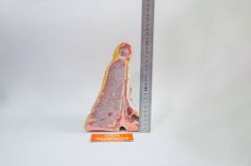 SUON-T-BONE-BO-UC-DONG-LANH-SHORTLOIN-FROZEN-AUSTRALIAN-BEEF