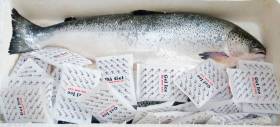 CA-HOI-TUOI-NGUYEN-CON-NAUY-SALMON