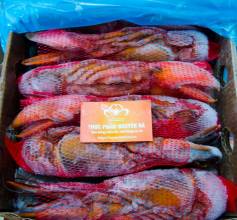 TOM-HUM-CANADA-FROZEN-CANADA-WHOLE-RAW-LOBSTER-400-450-GRAM