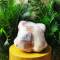  GÀ TÂY NHẬP KHẨU NGUYÊN CON